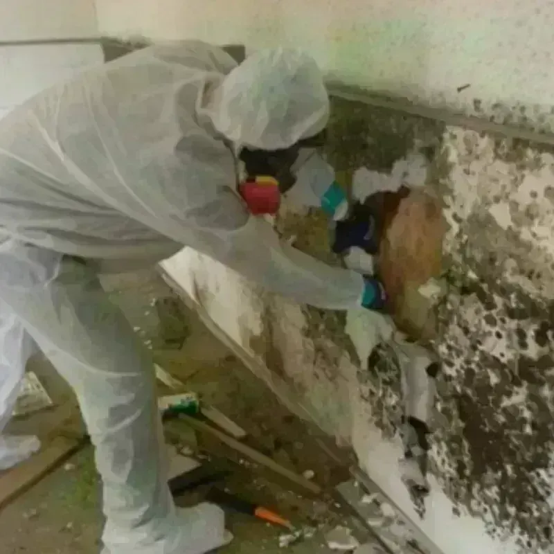 Mold Remediation and Removal in Hereford, TX